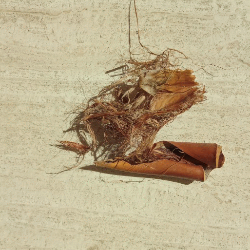 Forest_proyecto_instalacion_brisaMP