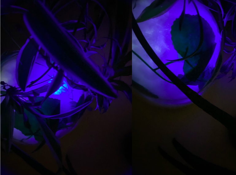 roboplant bris copy right