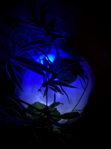 roboplant el cos liquid