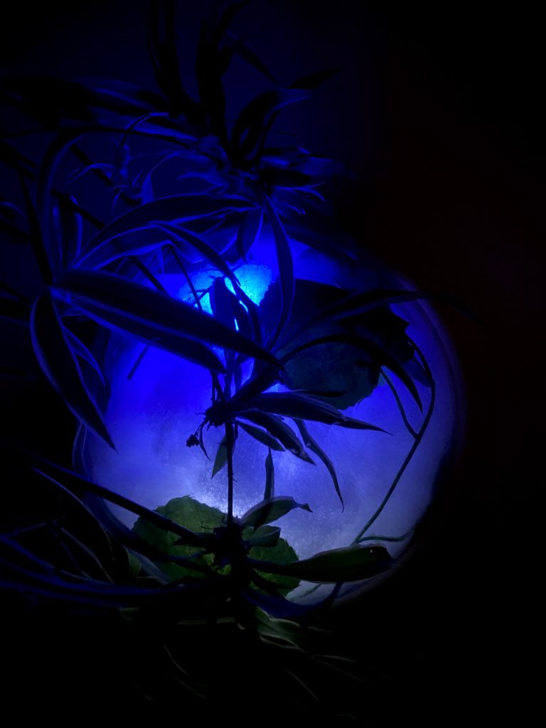 roboplant el cos liquid